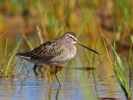 Берингов вретенар/Limnodromus scolopaceus, Семейство Бекасови
